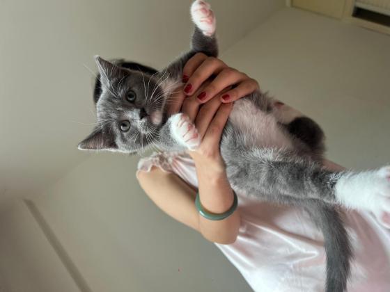 猫咪·蓝猫·火鸡面
