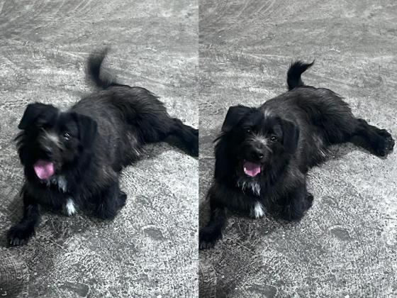 狗狗·中华田园犬·排骨