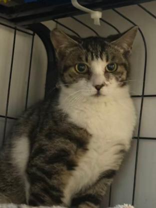 猫咪·简州猫·花花