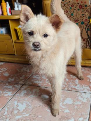 狗狗·中华田园犬串串·多多