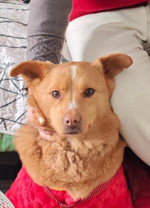 狗狗·串串·金豆