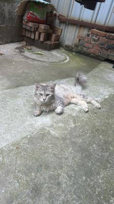 猫咪·缅因·未知