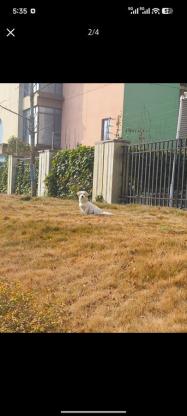 狗狗·土狗串串·小米