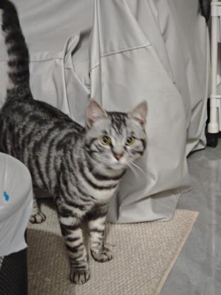 猫咪·美短·未取