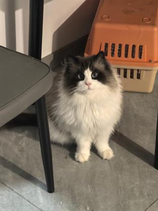 猫咪·布偶·王子