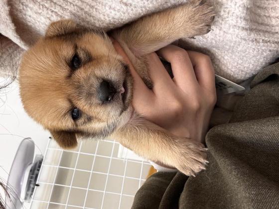 狗狗·小土狗·没有