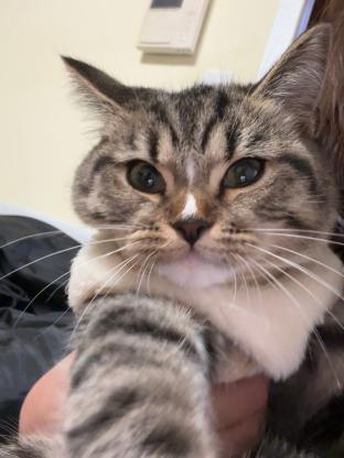 猫咪·布偶和美短虎斑的串串·小满