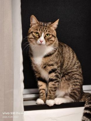 猫咪·狸花·小怪