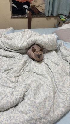 猫咪·无毛猫·黛安娜