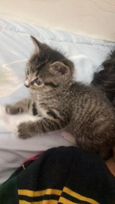 猫咪·狸花猫·豆花