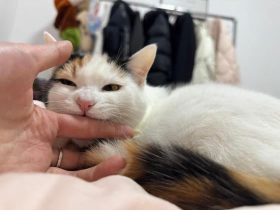 猫咪·三花·二妹妹