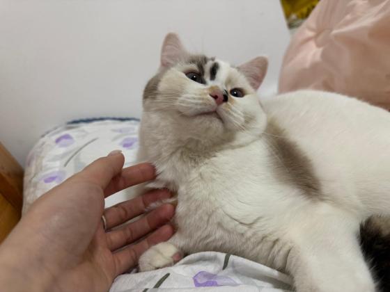 猫咪·布偶和三花的基因·大妹妹