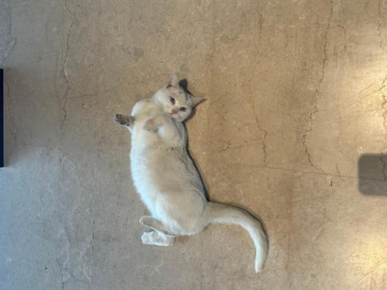 猫咪·白猫·小白