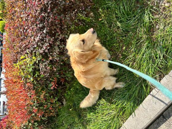 狗狗·金毛·钢镚