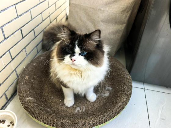 猫咪·布偶喵·球球