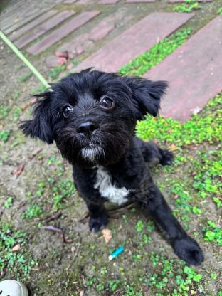 狗狗·雪纳瑞串串·无