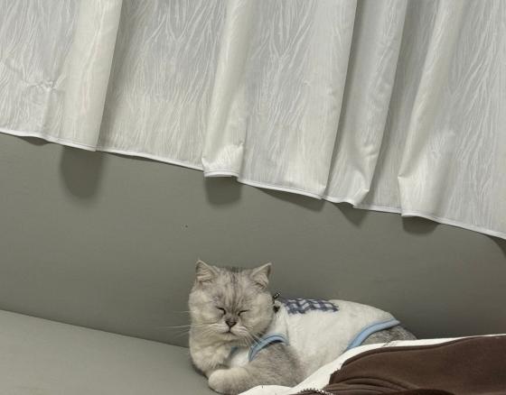 猫咪·银渐层·汤圆