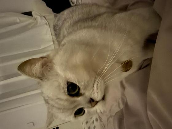 猫咪·银渐层·汤圆