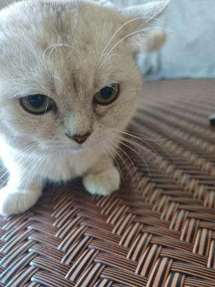猫咪·英短银渐层·初一