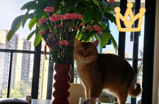 猫咪·金渐层·胖丁