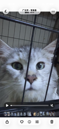 猫咪·缅因·波莉