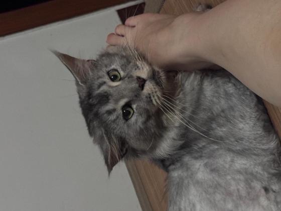 猫咪·缅因·优咪