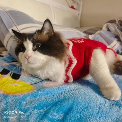 猫咪·布偶猫·奶茶