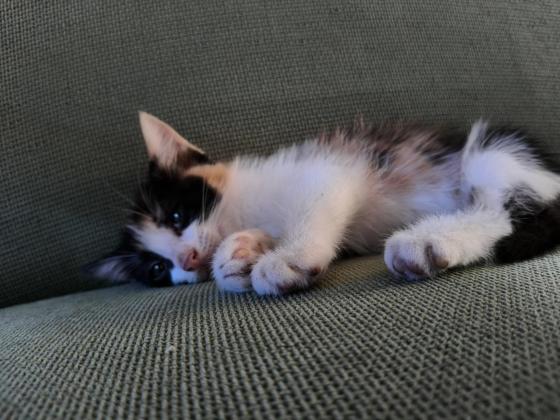 猫咪·三花猫·小三花