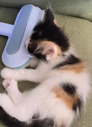 猫咪·狮子猫·没取名