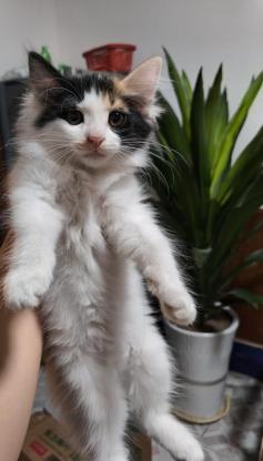 猫咪·狮子猫·没取名