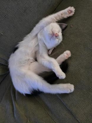 猫咪·中华田园猫·猫咪
