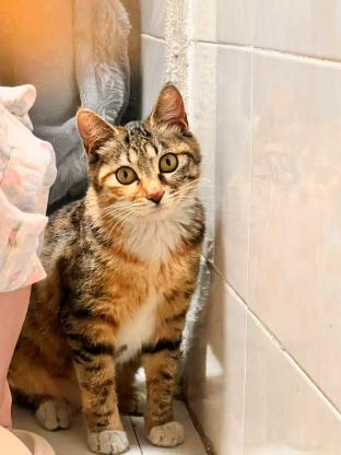 猫咪·彩狸·小停