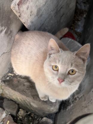 猫咪·浅橘·乖猫