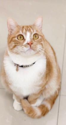 猫咪·橘猫·糊涂