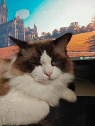 猫咪·布偶·圆圆