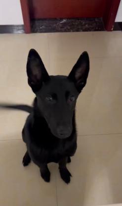 狗狗·黑狼犬·Q弟