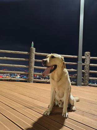 狗狗·拉布拉多·路虎