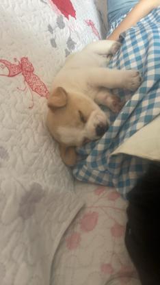 狗狗·土狗·喜宝