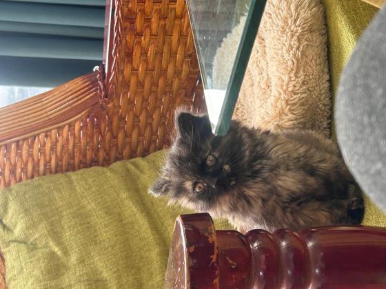 猫咪·长毛玳瑁·长毛玳瑁