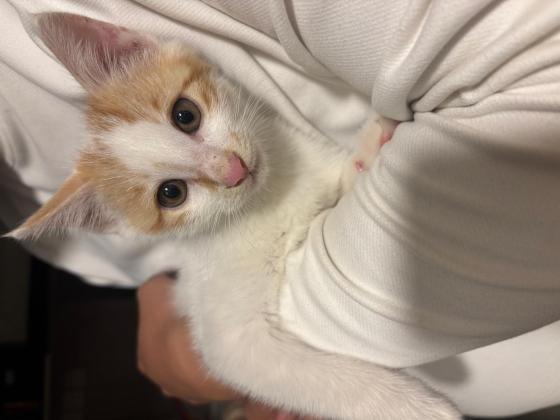 猫咪·小橘猫·无