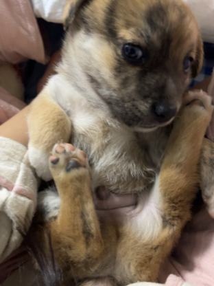 狗狗·中华田园犬·安安