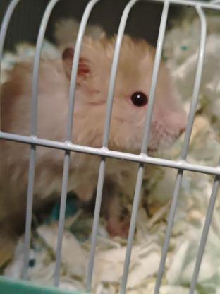 小宠·波利熊·杰瑞