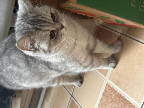 猫咪·银渐层·元宝