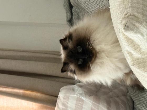 猫咪·重点色布偶·芋儿