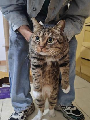 猫咪·狸花·猫猫