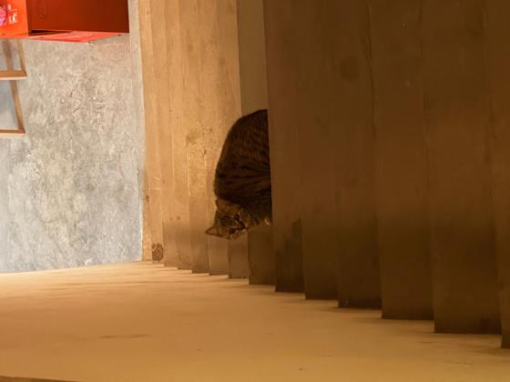 猫咪·彩狸·咪咪