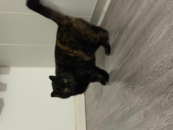 猫咪·玳瑁·菜菜