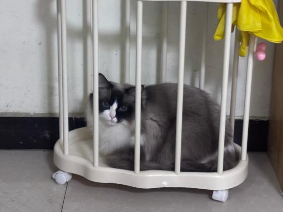 猫咪·布偶·多多