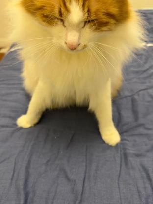 猫咪·橘白高地·布丁