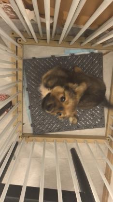 狗狗·小土狗串串·锦佑